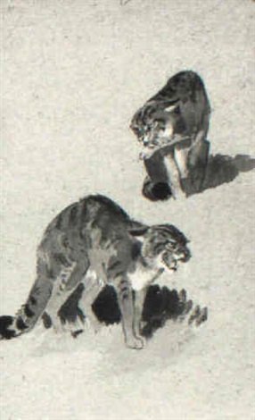 archibald thorburn studies of a wildcat A4 Photo Print