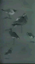 archibald thorburn studies of curlews and a blackheaded gull A4 Photo Print