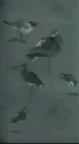 archibald thorburn studies of curlews and a blackheaded gull A4 Photo Print