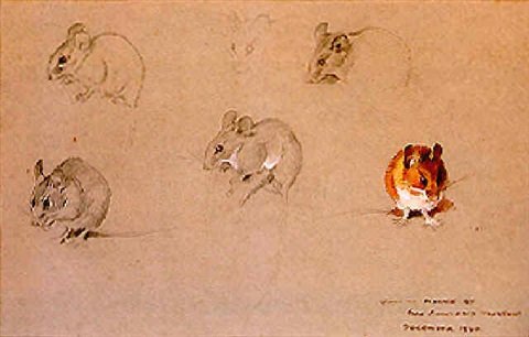 archibald thorburn studies of field mice A4 Photo Print
