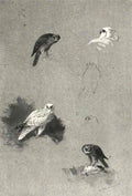 archibald thorburn studies of greenland gryfalcons A4 Photo Print