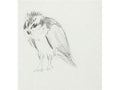 archibald thorburn studies of partridge chicks osprey 2 works A4 Photo Print