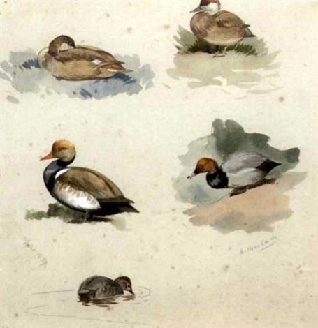 archibald thorburn studies of pochard and red crested pochard A4 Photo Print