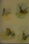 archibald thorburn studies of red deer A4 Photo Print