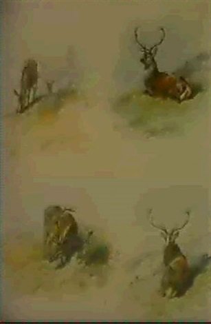 archibald thorburn studies of red deer A4 Photo Print