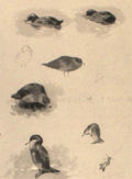 archibald thorburn studies of seabirds A4 Photo Print