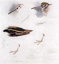archibald thorburn studies of snipe A4 Photo Print