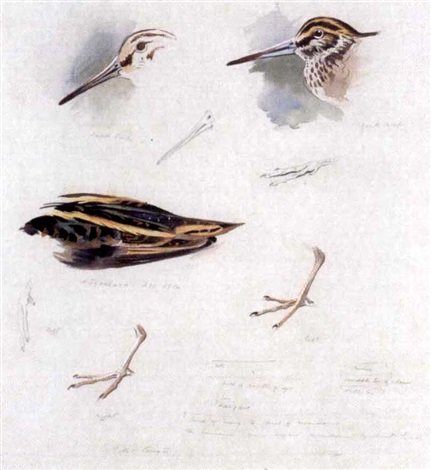 archibald thorburn studies of snipe A4 Photo Print