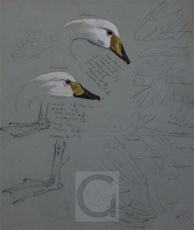 archibald thorburn studies of whooper and berwick swans A4 Photo Print