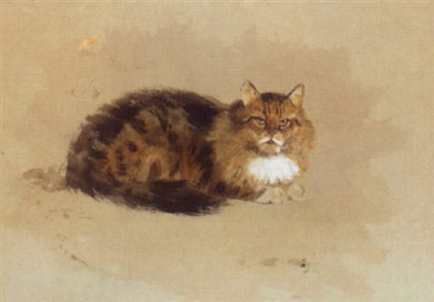 archibald thorburn study of a cat A4 Photo Print
