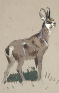 archibald thorburn study of a chamois A4 Photo Print