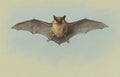 archibald thorburn study of a common pipistrelle bat A4 Photo Print