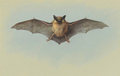 archibald thorburn study of a common pipistrelle bat A4 Photo Print