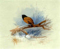 archibald thorburn study of a finch A4 Photo Print