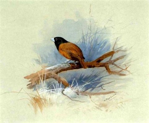 archibald thorburn study of a finch A4 Photo Print