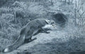 archibald thorburn study of a fox A4 Photo Print