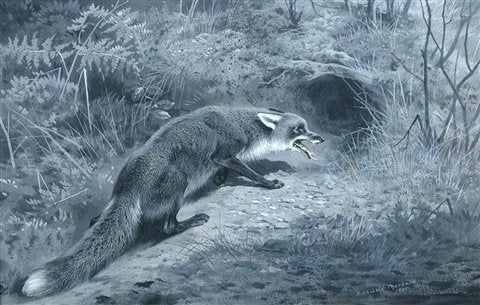 archibald thorburn study of a fox A4 Photo Print