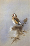 archibald thorburn study of a goldfinch A4 Photo Print