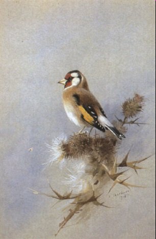 archibald thorburn study of a goldfinch A4 Photo Print