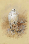 archibald thorburn study of a greenland gyrfalcon after joseph wolf A4 Photo Print