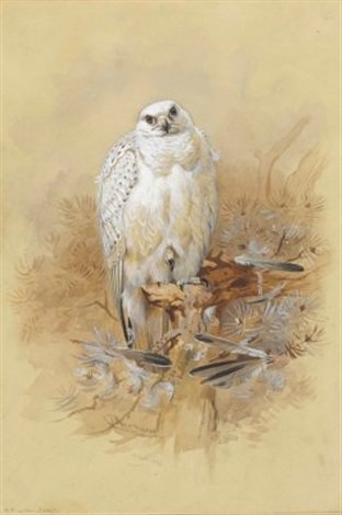 archibald thorburn study of a greenland gyrfalcon after joseph wolf A4 Photo Print