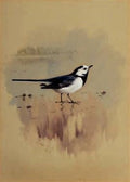 archibald thorburn study of a grey wagtail A4 Photo Print