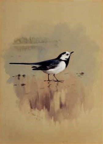archibald thorburn study of a grey wagtail A4 Photo Print