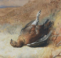 archibald thorburn study of a grouse A4 Photo Print