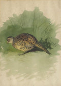 archibald thorburn study of a hen pheasant A4 Photo Print