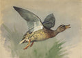 archibald thorburn study of a mallard in flight A4 Photo Print