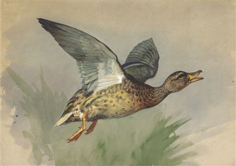 archibald thorburn study of a mallard in flight A4 Photo Print