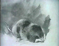 archibald thorburn study of a mole A4 Photo Print