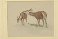 archibald thorburn study of a roe deer and her fawn A4 Photo Print