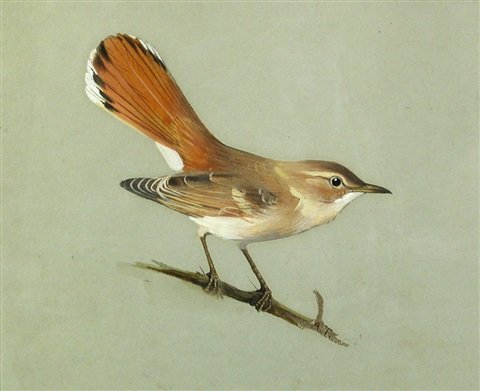 archibald thorburn study of a rufus warbler A4 Photo Print