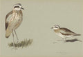 archibald thorburn study of a sand plover A4 Photo Print