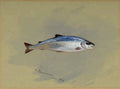 archibald thorburn study of a sea trout A4 Photo Print
