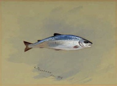 archibald thorburn study of a sea trout A4 Photo Print