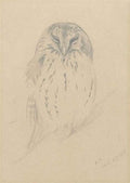 archibald thorburn study of a sleeping owl A4 Photo Print