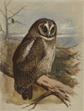 archibald thorburn study of a south american eagle owl A4 Photo Print