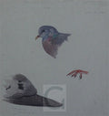 archibald thorburn study of a stock dove A4 Photo Print