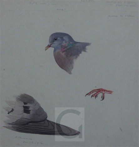 archibald thorburn study of a stock dove A4 Photo Print