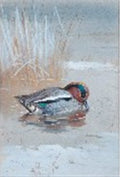 archibald thorburn study of a teal on the water beside rushes A4 Photo Print