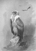 archibald thorburn study of a vulture A4 Photo Print