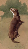 archibald thorburn study of a weasel A4 Photo Print