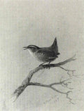 archibald thorburn study of a wren A4 Photo Print