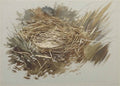 archibald thorburn study of birds nest A4 Photo Print