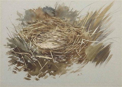 archibald thorburn study of birds nest A4 Photo Print