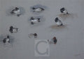 archibald thorburn study of ducks tufted goldeney and common pochard A4 Photo Print