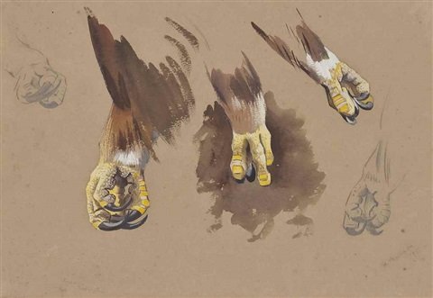 archibald thorburn study of eagles feet A4 Photo Print