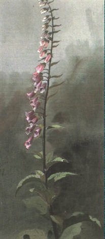 archibald thorburn study of foxgloves A4 Photo Print